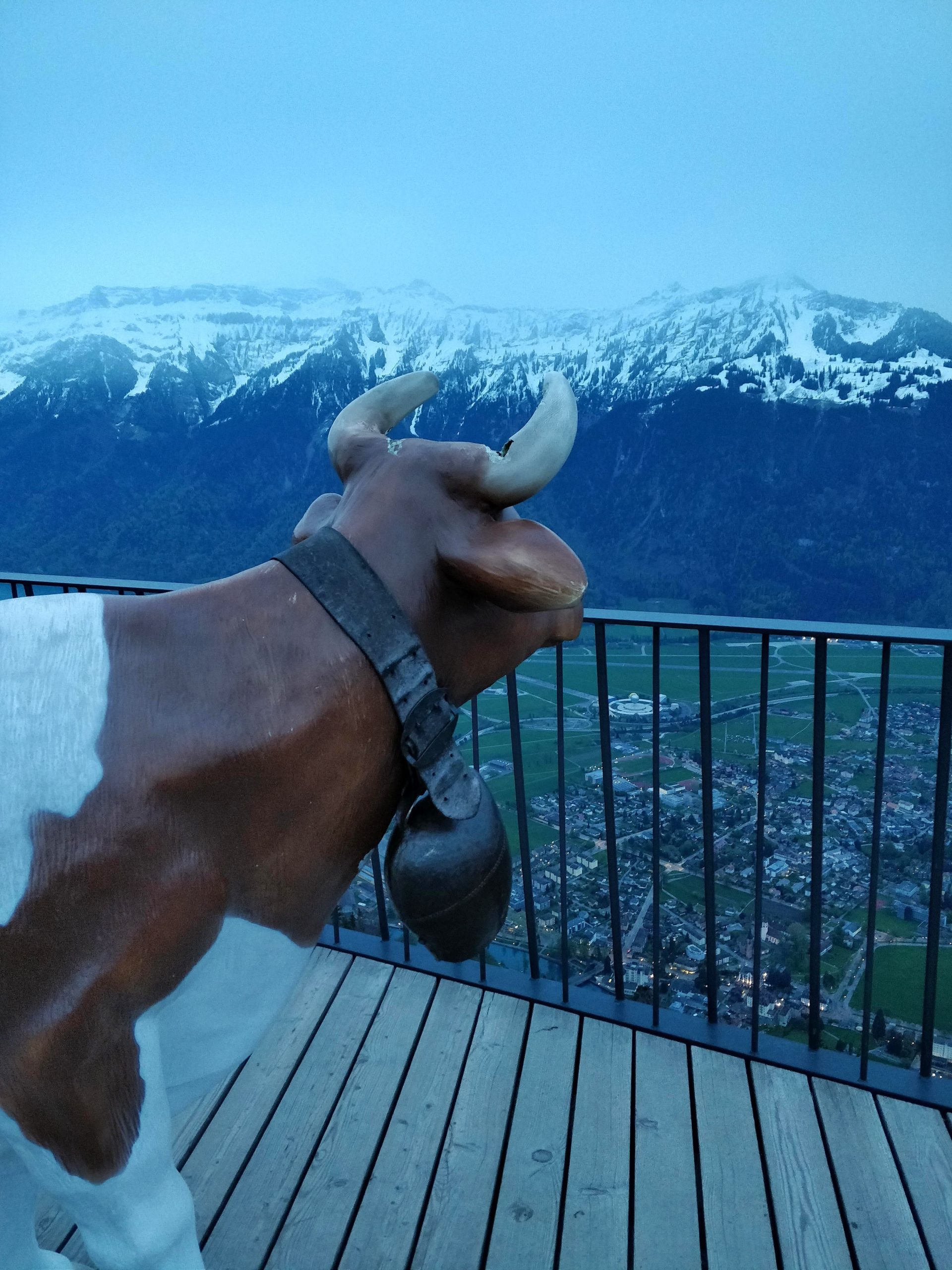 Interlaken – The Cow Whisperer at Harder Kulm!